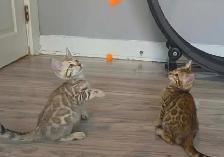 BENGAL Purebreeds