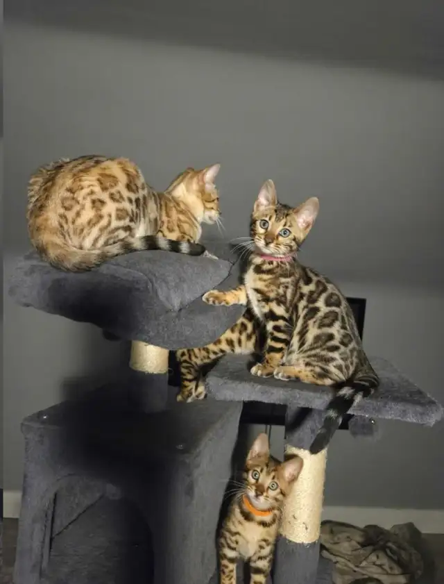 BENGAL Purebreeds - Photo 2