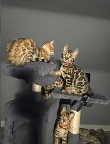 BENGAL Purebreeds - Photo 2