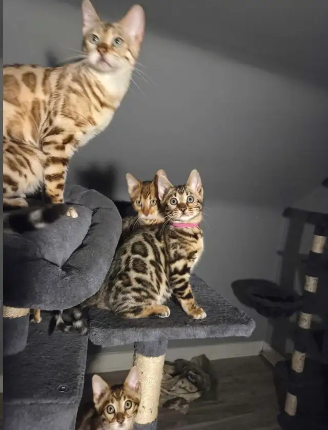 BENGAL Purebreeds - Photo 3
