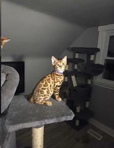 BENGAL Purebreeds - Photo 4