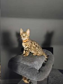 BENGAL Purebreeds - Photo 5