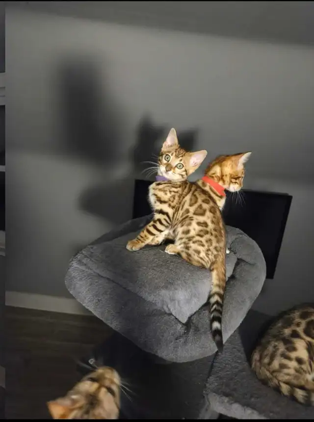 BENGAL Purebreeds - Photo 6