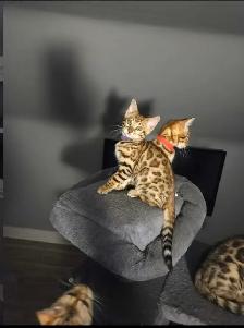 BENGAL Purebreeds - Photo 6
