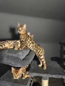 BENGAL Purebreeds - Photo 7