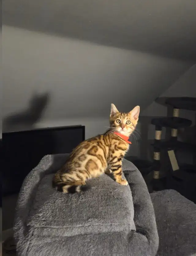 BENGAL Purebreeds - Photo 8