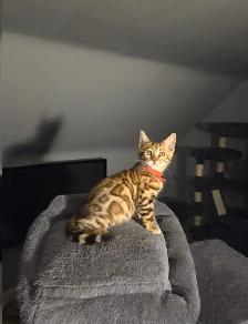 BENGAL Purebreeds - Photo 8