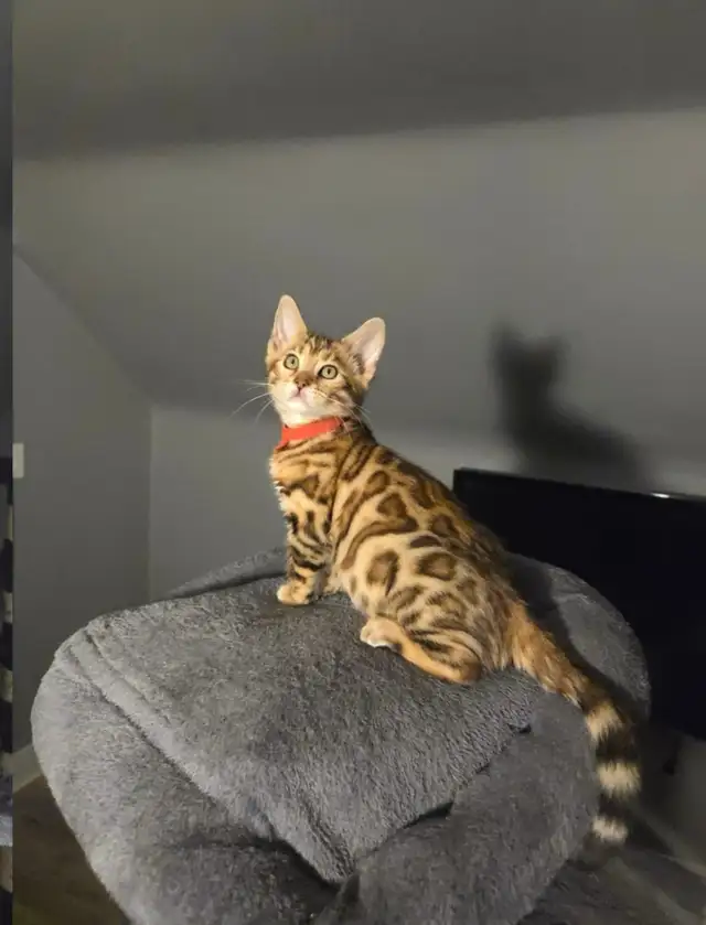 BENGAL Purebreeds - Photo 9