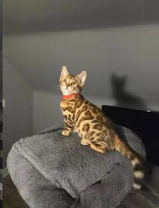 BENGAL Purebreeds - Photo 9