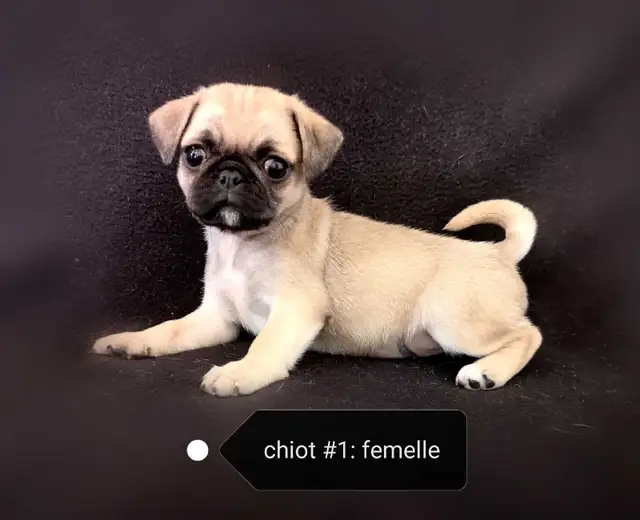 Chiot Pug Carlin femelle prête à partir...ready !!