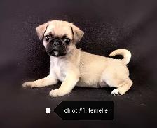 Chiot Pug Carlin femelle prête à partir...ready !!
