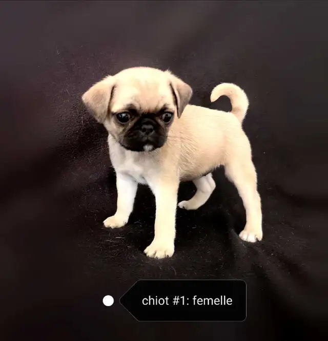 Chiot Pug Carlin femelle prête à partir...ready !! - Photo 2