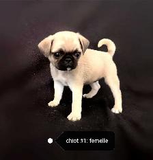 Chiot Pug Carlin femelle prête à partir...ready !! - Photo 2