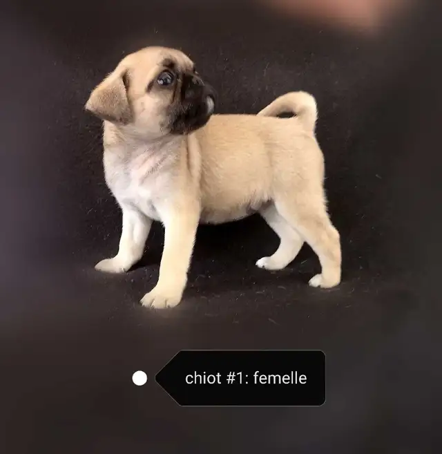 Chiot Pug Carlin femelle prête à partir...ready !! - Photo 3