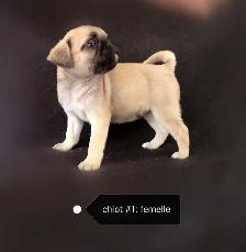 Chiot Pug Carlin femelle prête à partir...ready !! - Photo 3