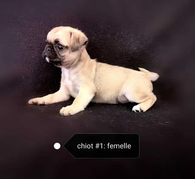 Chiot Pug Carlin femelle prête à partir...ready !! - Photo 4