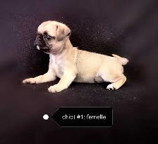 Chiot Pug Carlin femelle prête à partir...ready !! - Photo 4
