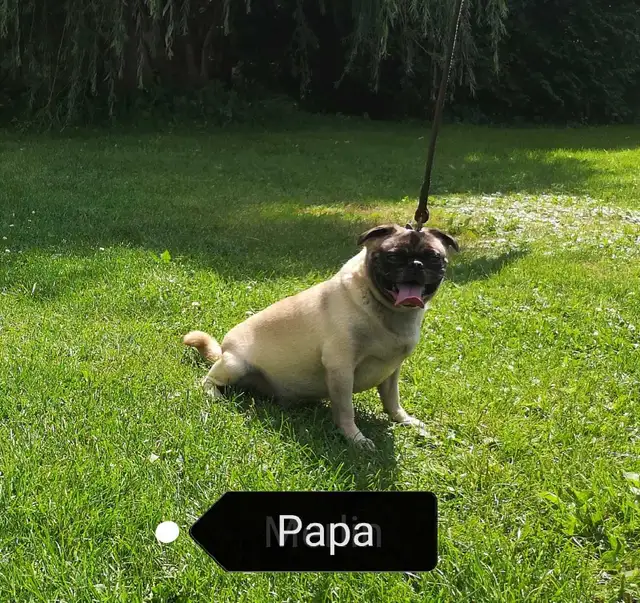 Chiot Pug Carlin femelle prête à partir...ready !! - Photo 6