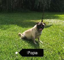 Chiot Pug Carlin femelle prête à partir...ready !! - Photo 6