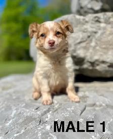 Chihuahua Terrier Male Puppy Available Now