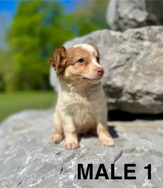 Chihuahua Terrier Male Puppy Available Now - Photo 2