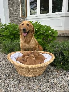 Golden Retriever