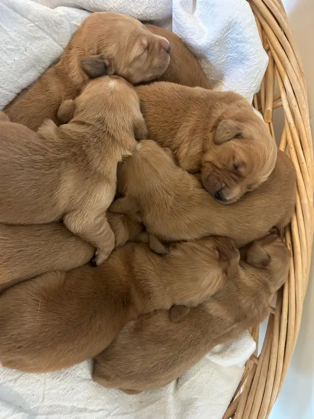 Golden Retriever - Photo 2
