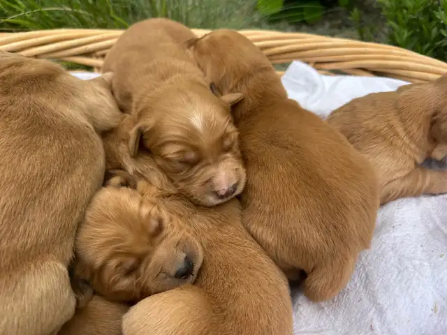 Golden Retriever - Photo 3