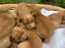 Golden Retriever - Photo 3