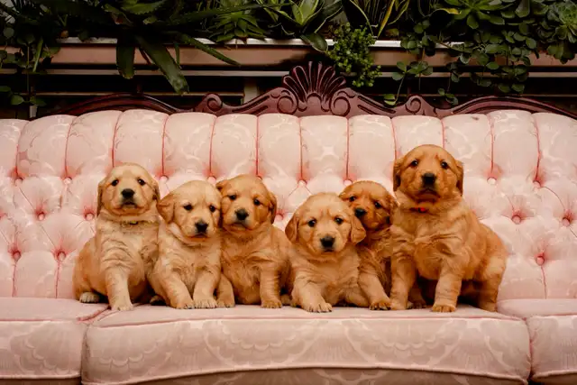 Golden Retriever - Photo 5