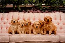 Golden Retriever - Photo 5