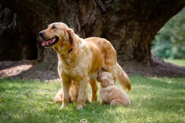 Golden Retriever - Photo 6
