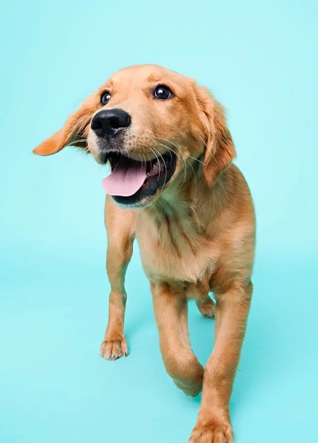 Golden Retriever - Photo 8