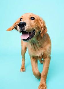 Golden Retriever - Photo 8