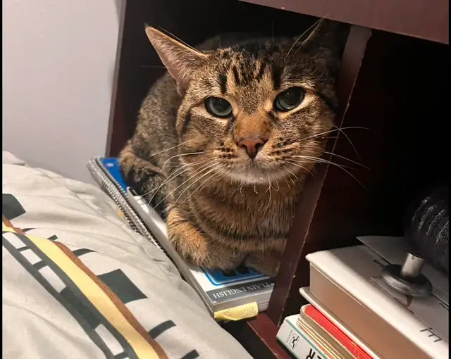 missing Cat