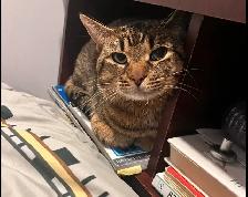 missing Cat