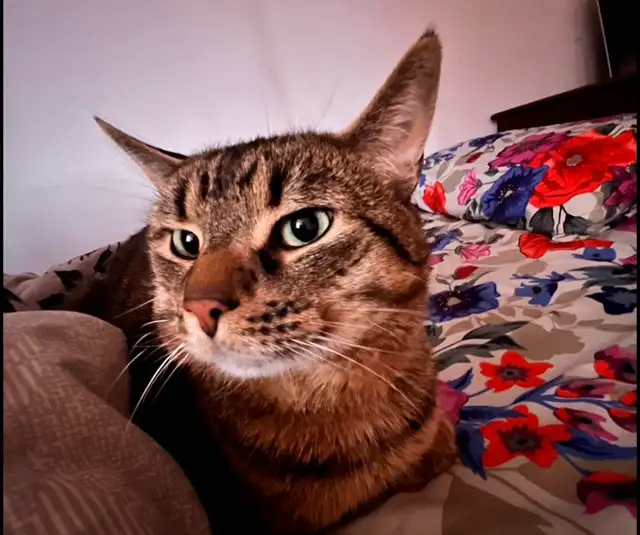 missing Cat - Photo 2