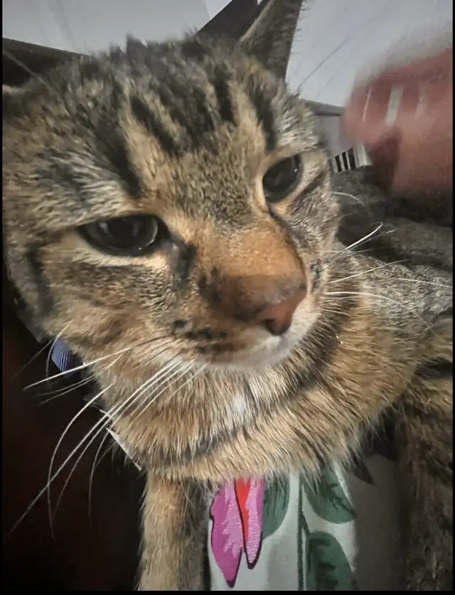 missing Cat - Photo 3