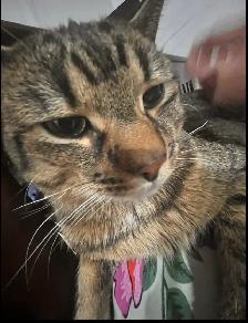 missing Cat - Photo 3
