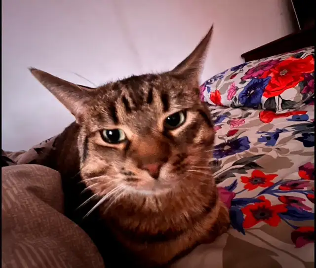 missing Cat - Photo 4