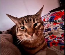 missing Cat - Photo 4
