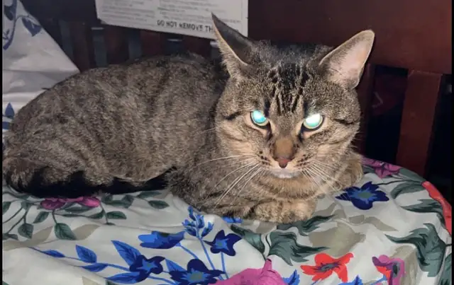 missing Cat - Photo 5