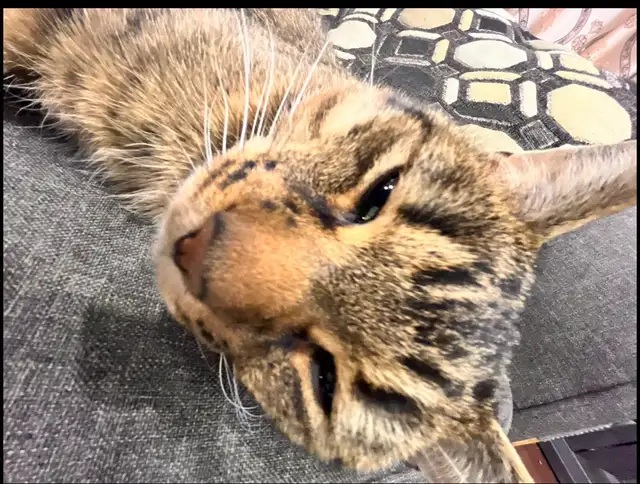 missing Cat - Photo 6
