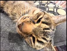 missing Cat - Photo 6