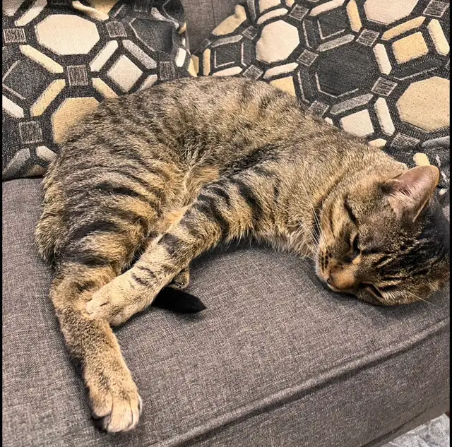 missing Cat - Photo 7