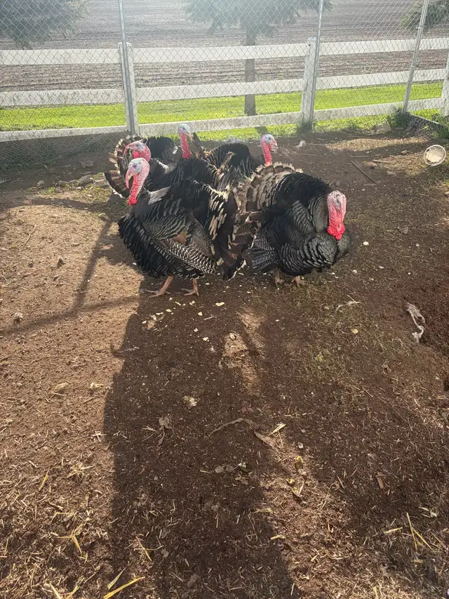 Heritage Turkeys