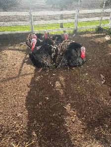 Heritage Turkeys