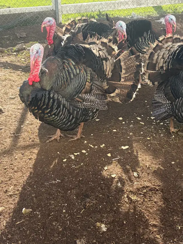 Heritage Turkeys - Photo 2
