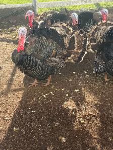Heritage Turkeys - Photo 2