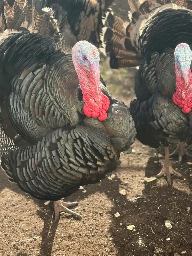 Heritage Turkeys - Photo 3